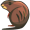 muskrat5