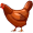 chicken5