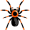 tarantula5