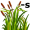reed-s5