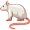 rat5
