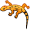 gecko5