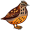 quail5