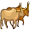 oxen5