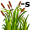 reed-s5