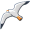albatross2