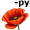 poppy5