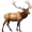 elk5