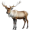 caribou5