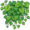ivy5