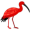 ibis5