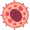 cell5