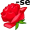 rose5