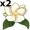 jasmines5
