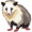 opossum5