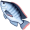 tilapia5