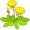 dandelion2