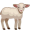 lamb5