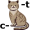 c-a-t5