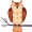 owl5