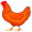 chicken5
