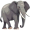 elephant5