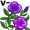 v-inca5
