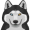 husky5