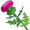thistle5