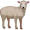 lamb5