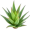 aloe5