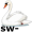 swan5