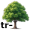 tree5
