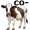 cow5