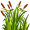 reed5
