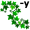 ivy5