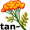 tansy5