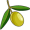 olive5