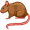 rat5