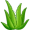 aloe5
