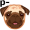 pug5