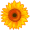 sunflower5
