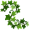 ivy5