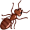 ant5
