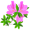 azalea5