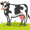 cow5
