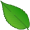 elm5