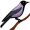 crow5