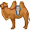 camel5