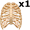 rib5